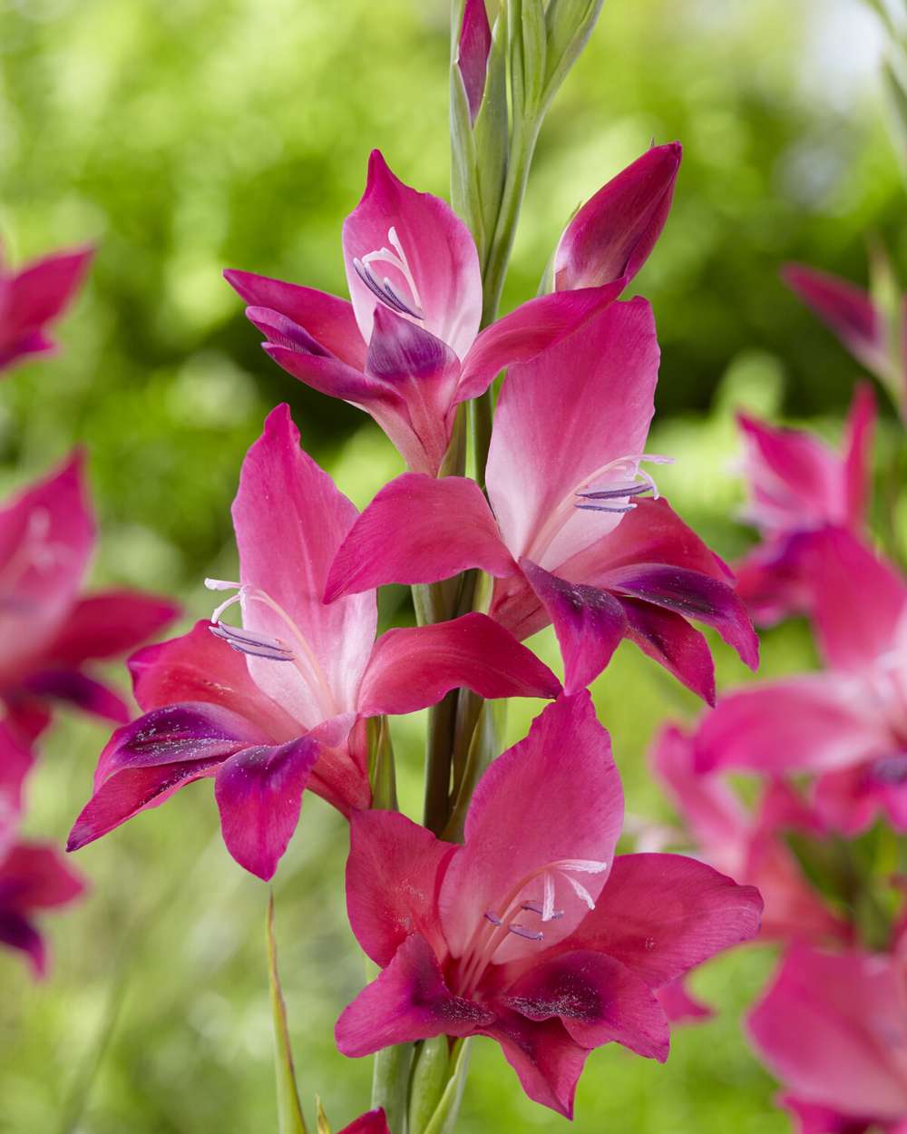 Gladiolus 'Ramo Vulcano'